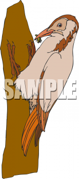 Insect Clipart