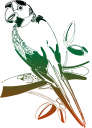 Bird Clipart