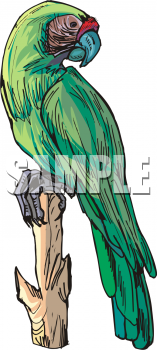 Bird Clipart