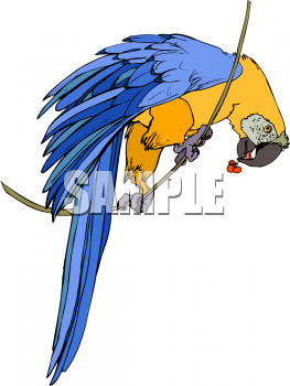 Bird Clipart