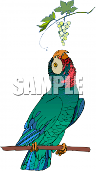 Bird Clipart