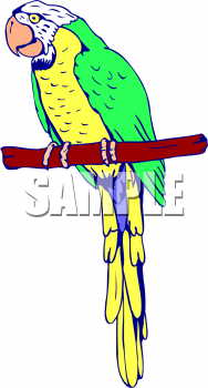 Bird Clipart