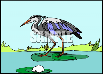 Bird Clipart