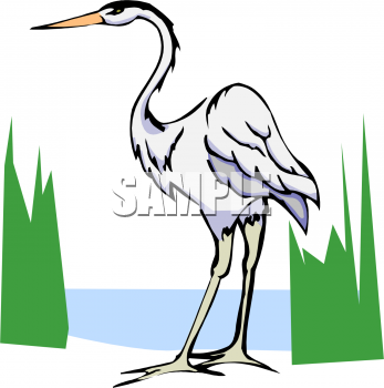 Bird Clipart
