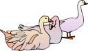 Farm Animal Clipart