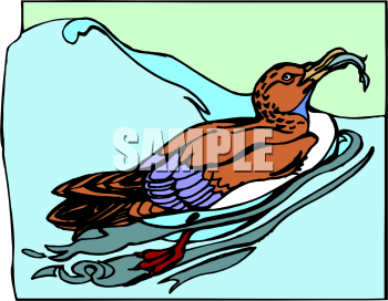 Bird Clipart