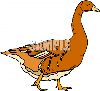 Bird Clipart