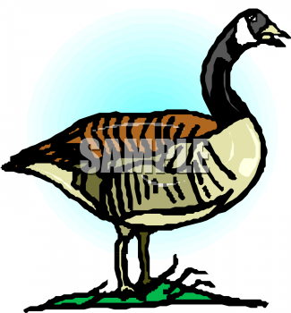 Bird Clipart