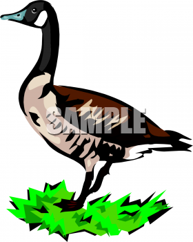 Bird Clipart