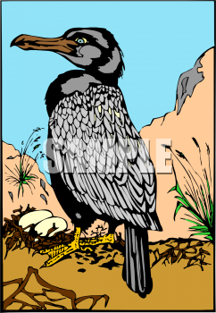 Bird Clipart