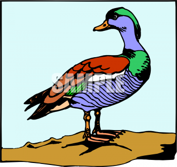 Bird Clipart