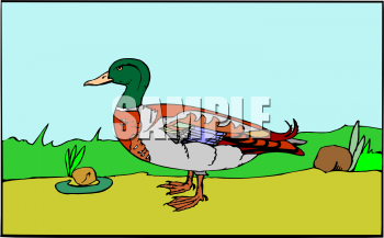 Bird Clipart