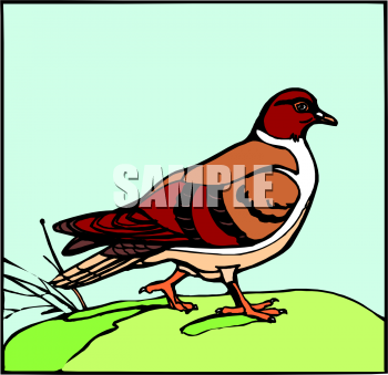 Bird Clipart