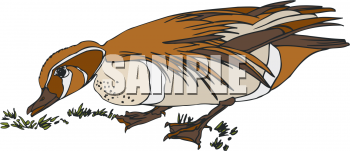 Bird Clipart