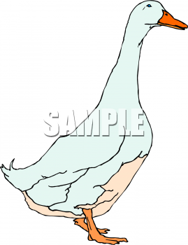 Bird Clipart