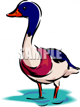 Bird Clipart
