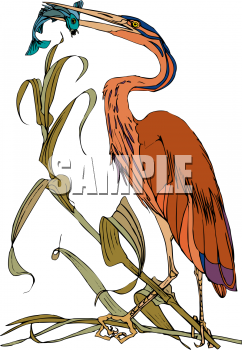 Bird Clipart