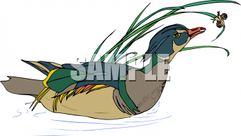 Bird Clipart