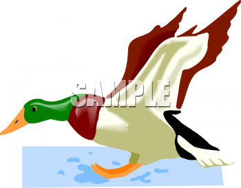 Bird Clipart
