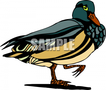 Bird Clipart