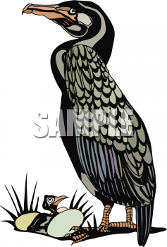 Bird Clipart