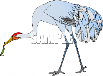 Bird Clipart