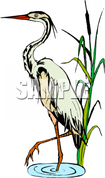 Bird Clipart