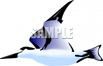 Bird Clipart