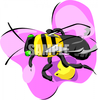Insect Clipart