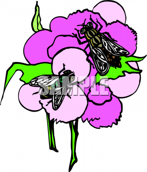 Insect Clipart