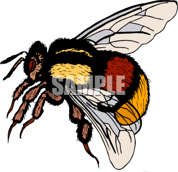 Insect Clipart