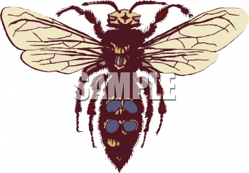 Insect Clipart