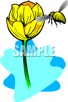 Insect Clipart