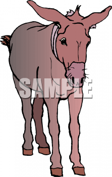 Horse Clipart