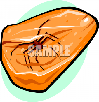 Insect Clipart