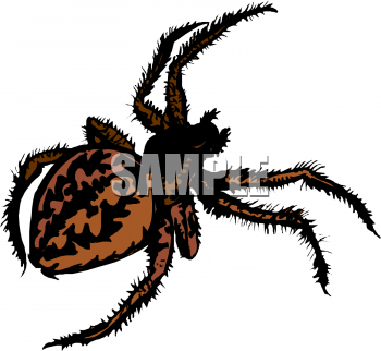 Insect Clipart