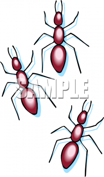 Insect Clipart