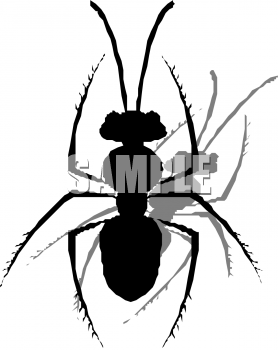 Insect Clipart