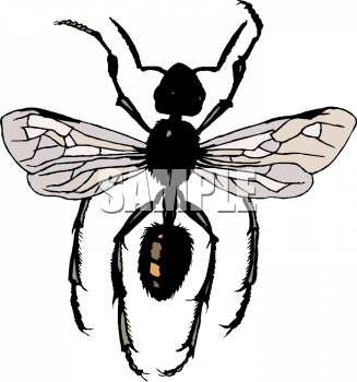 Insect Clipart