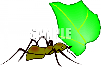 Insect Clipart