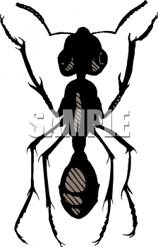 Insect Clipart