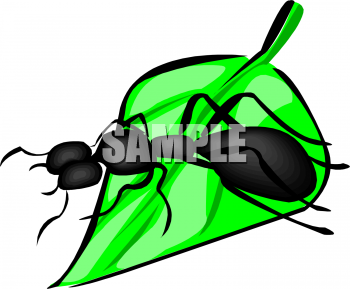 Insect Clipart