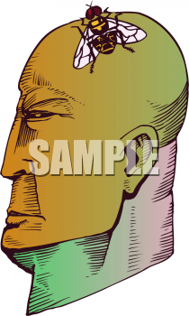 Insect Clipart