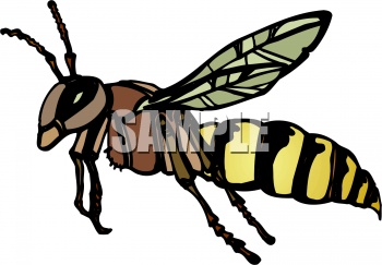 Insect Clipart