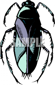Insect Clipart