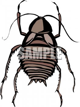 Insect Clipart