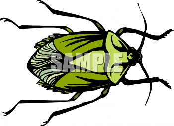 Insect Clipart