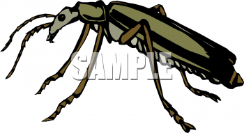 Insect Clipart