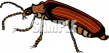 Insect Clipart
