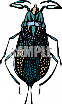 Insect Clipart